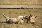 young lions