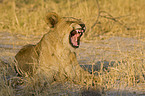 young lion