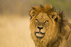 lion portrait