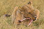 eating lioness