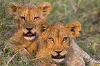 young lions