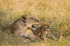 lions