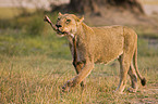 lioness