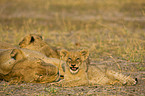 lions