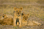 lions