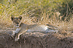 lioness
