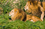 lions