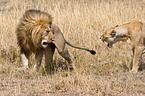 lions
