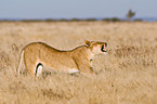 lioness