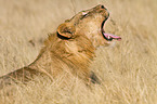 lioness