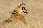 lioness