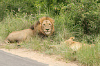 lions
