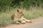 lioness