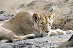 lion