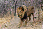 lion