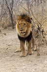 lion