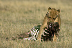 lion