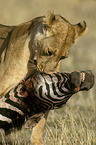 lion