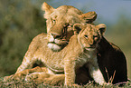 lions