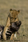 lion