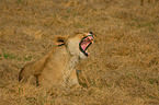 lion