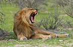 lion