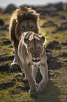 lions