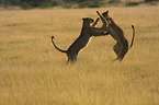 lions