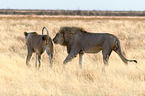 lions