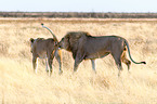 lions