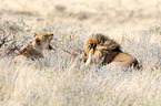 lions