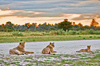 lions
