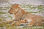 lions