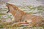 lions