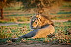 lion