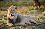 lion