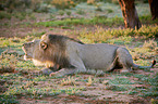 lion
