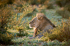 lion