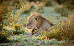 lion