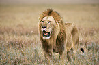 lion