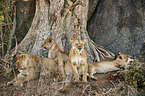 lions
