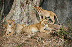 lions