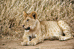 lion