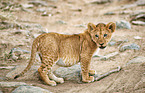 lion