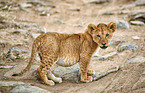 lion