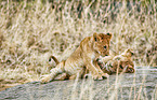 lions