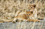 lions