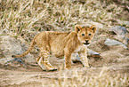 lion