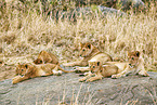 lions
