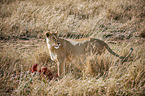 lion